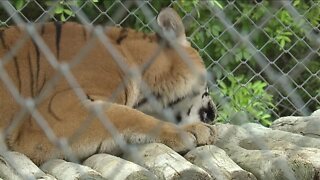 Punta Gorda wildlife sanctuary talks safety after unrelated employee is bitten by Tiger in Collier County