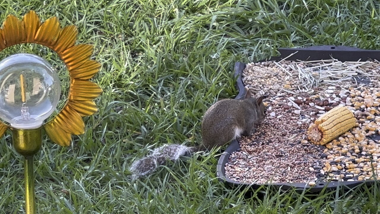 Squirrel heaven