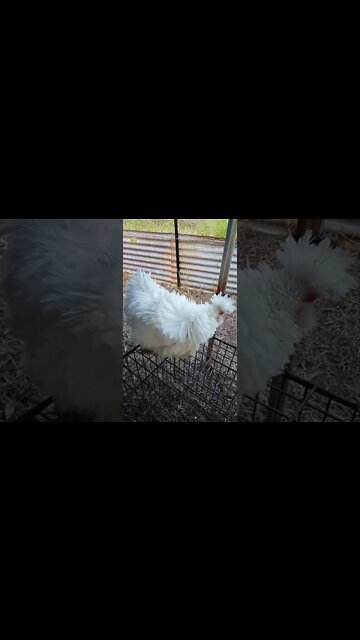 Frizzle Hen, ( Georgie Girl )
