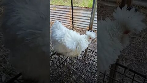 Frizzle Hen, ( Georgie Girl )