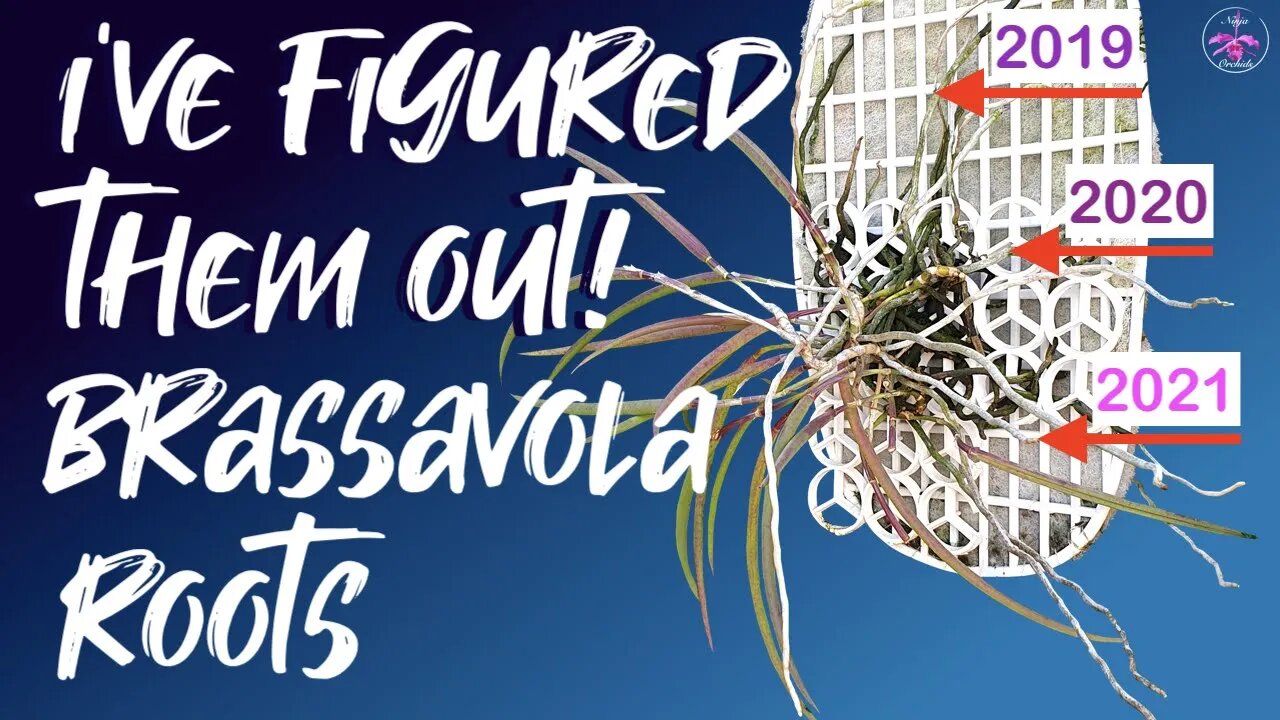 Brassavola root life cycle EXPOSED | THIS could be a GAME CHANGER for all set ups! 🙌🏼💪🏼