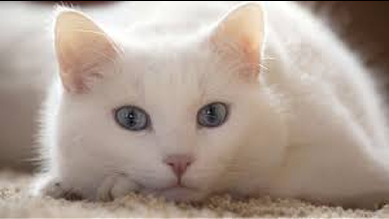 "Paws and Laughs: Hilarious Adventures of Our Furry Friends"