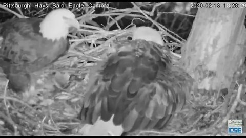 Pittsburgh Hays Mom lays first egg 2020 02 13 630pm