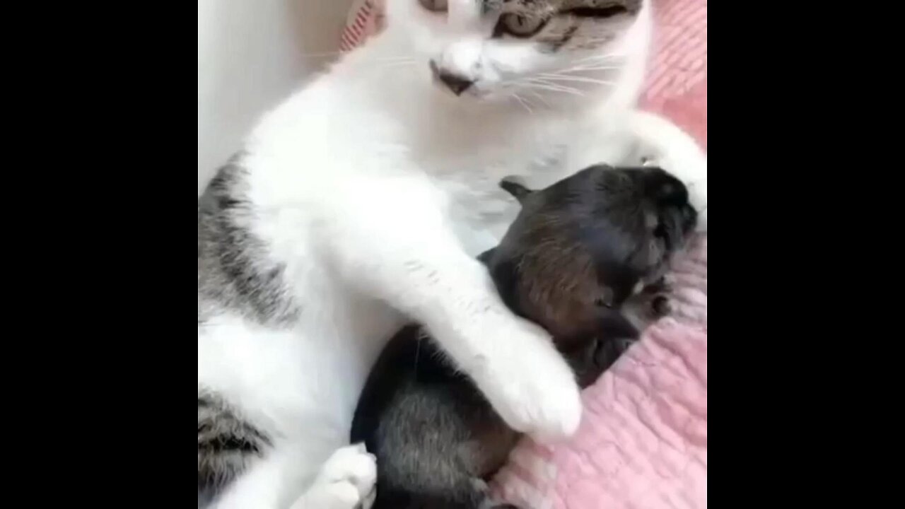 Mother Cat And Her Puppy Dog