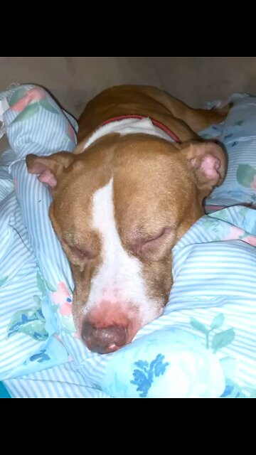 Izzy boy K.O. 🐶😴💙