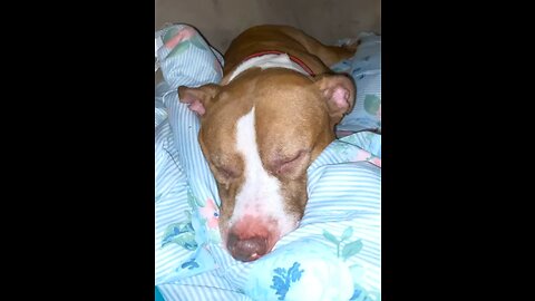 Izzy boy K.O. 🐶😴💙