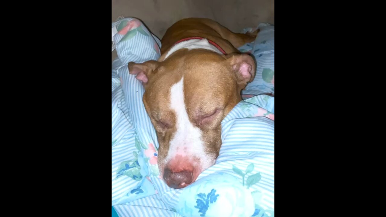 Izzy boy K.O. 🐶😴💙