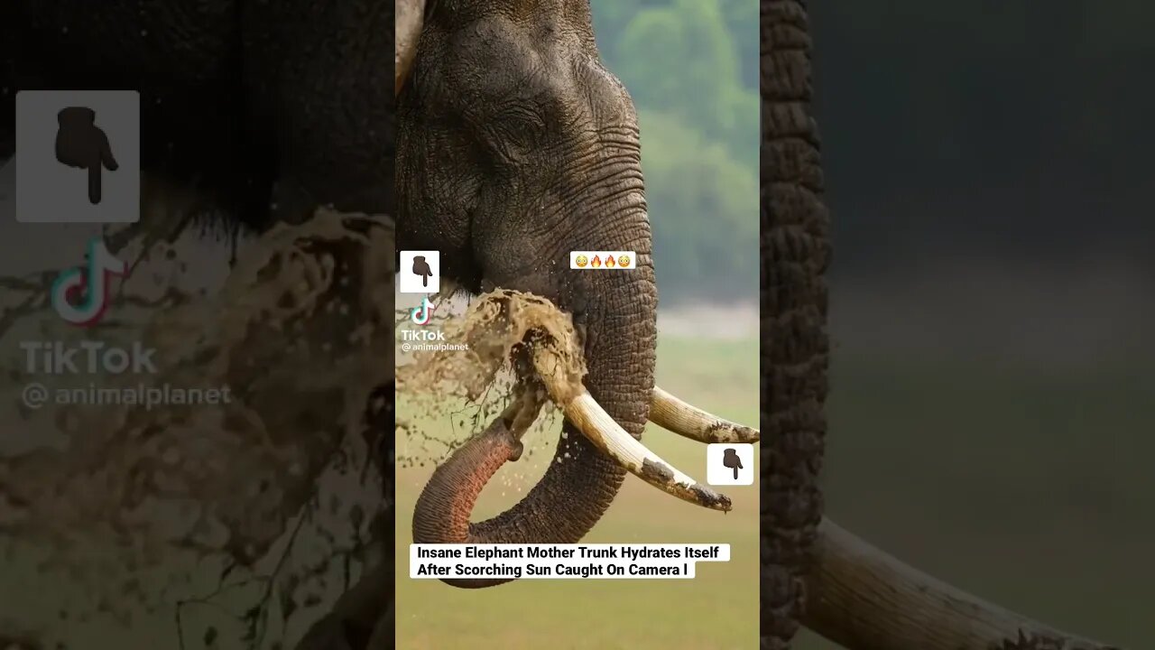 Insane Elephant Mother Trunk Hydrates Itself After Scorching Sun Caught On Camera #shorts #animals