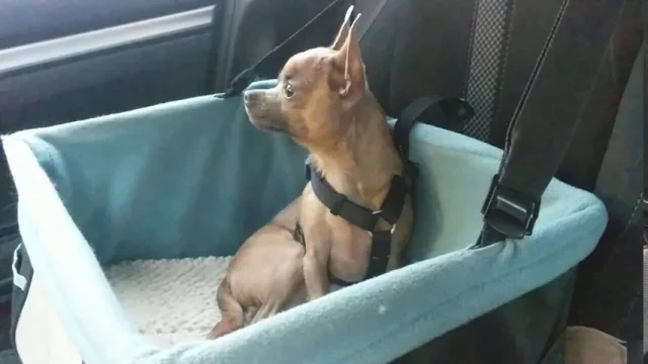 He does not like people walking by the car