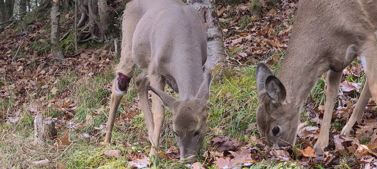 Injured deer comes looking for food