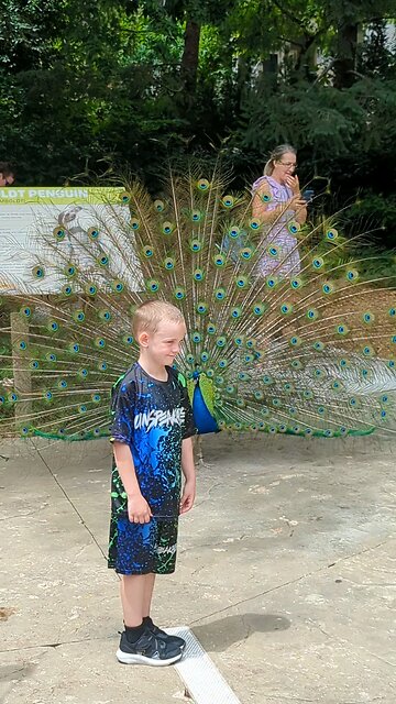 BradKuz76 Tomrik and a peacock