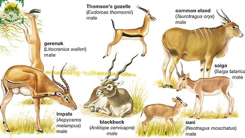 How many kinds of antelopes are there? | ANIMALS PEA