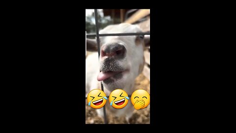 Funny videos 2023|| #60 funniest animal | more videos.mp4