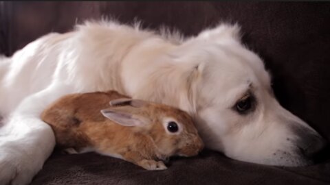 Dog and Rabbit - Best Friends Forever