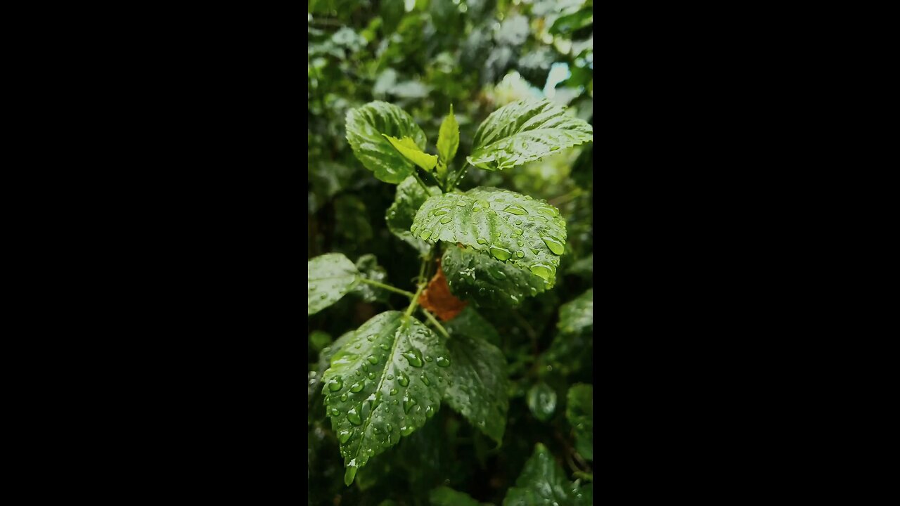 Rain drops on the leaves of the plants.