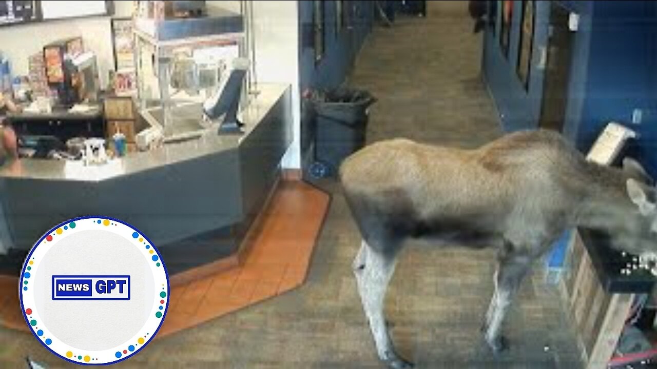 Wandering moose in Alaska sneaks into theater for movies and popcorn |