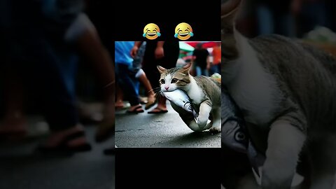 funny cat 🤣😺#viral #trending