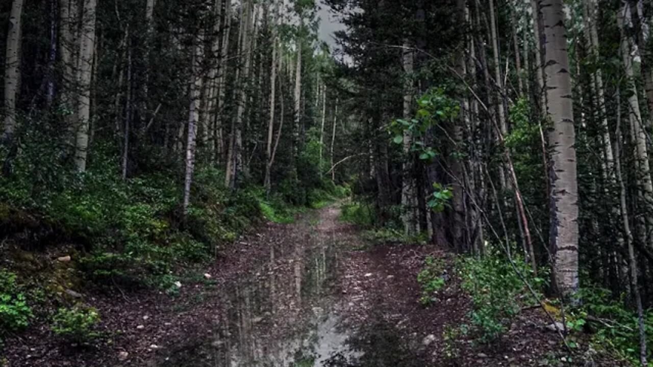 Rain on puddles on a secluded forest path in Ophir Colorado