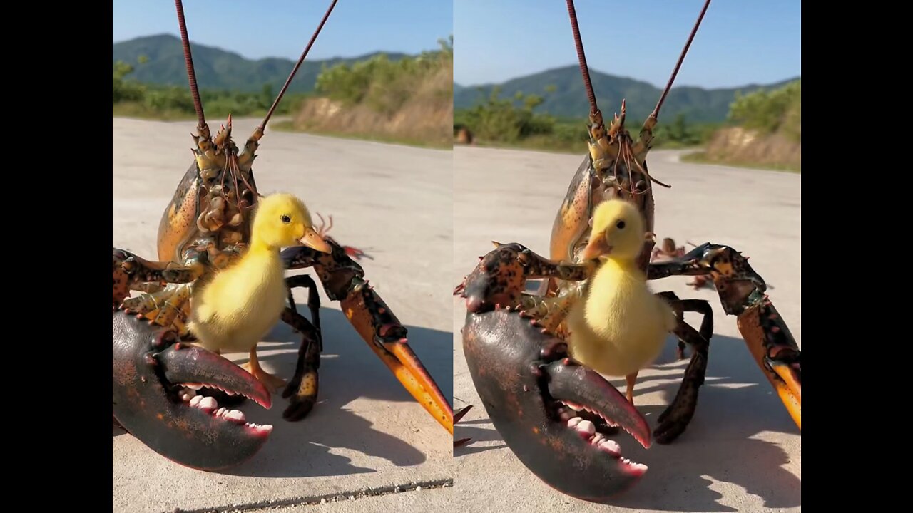 Lobster dancing with little yellow duck, cute pet