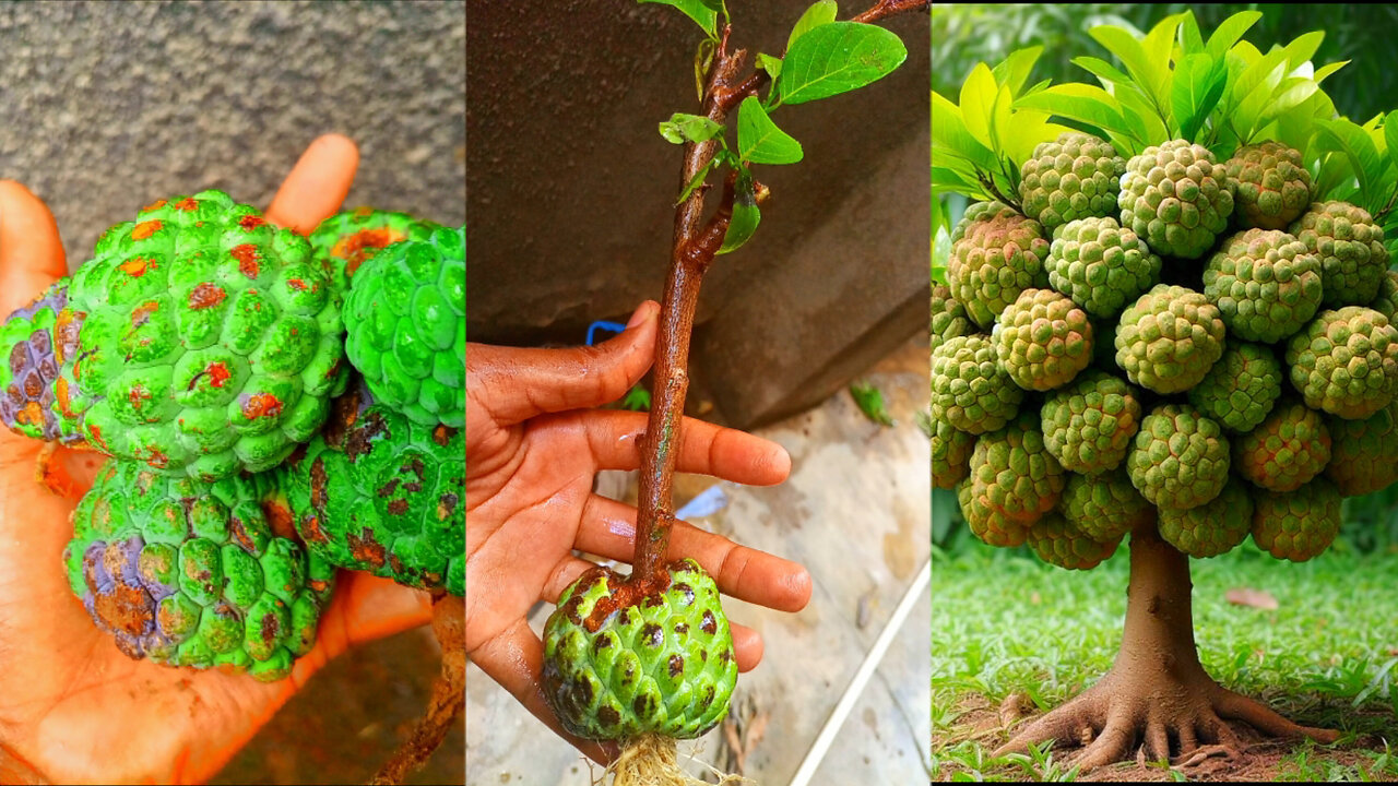 Grow Custard Apple Plant From seed At Home | Growing Custard Apple Tree From Seed