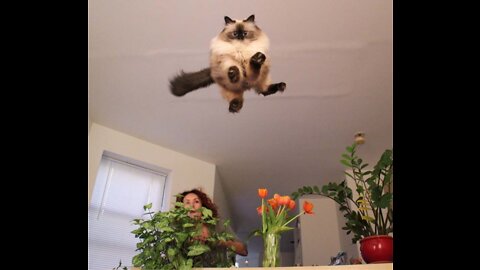 Funny moments from the life of cats. Fun with cats.