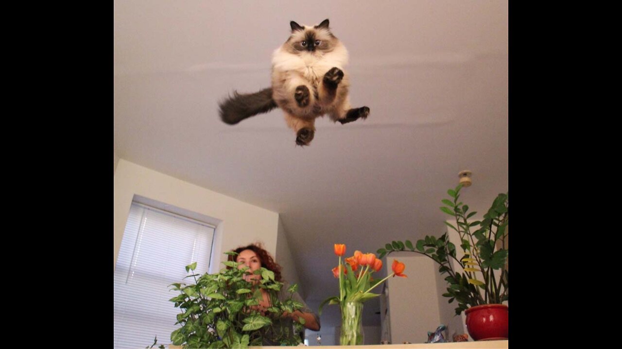 Funny moments from the life of cats. Fun with cats.