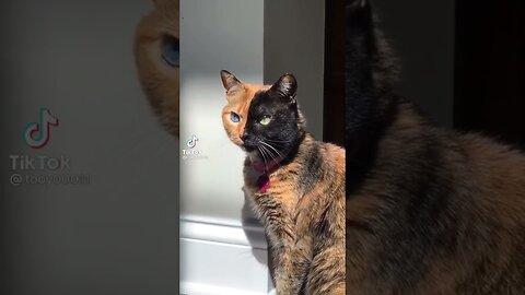 | funny video tik tok 2021 new | funniest videos with cats | funny cats tiktok videos