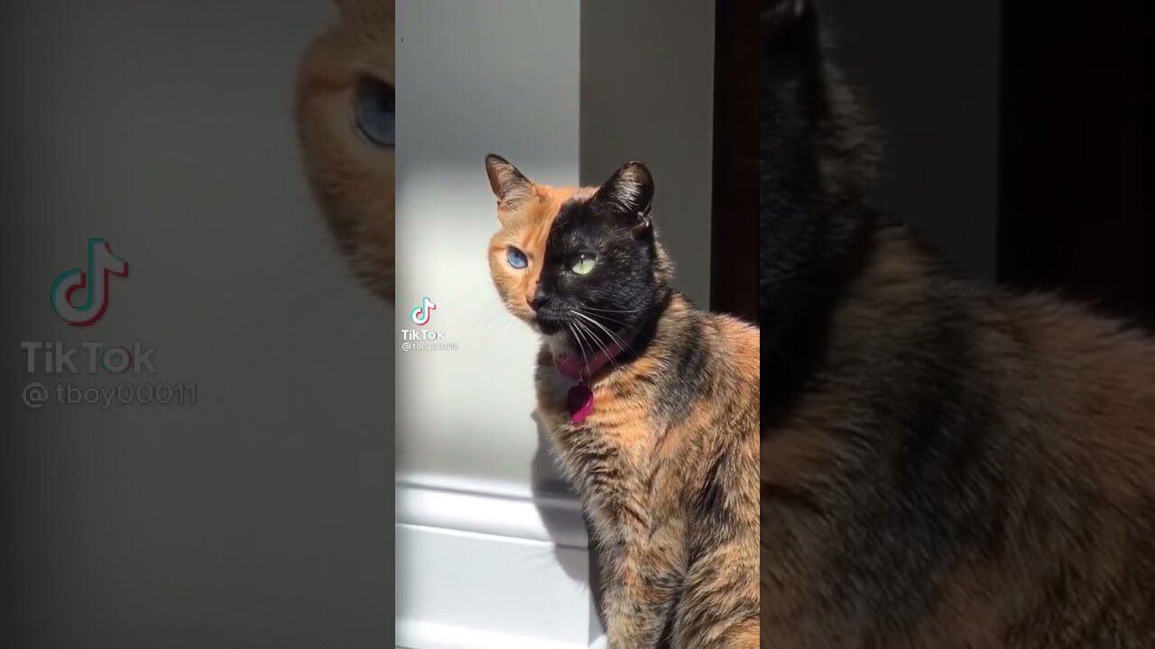 | funny video tik tok 2021 new | funniest videos with cats | funny cats tiktok videos