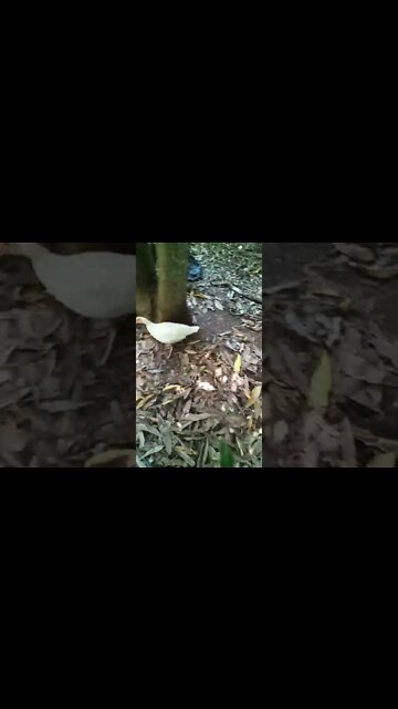 Silver Muscovy duck 4th March 2022