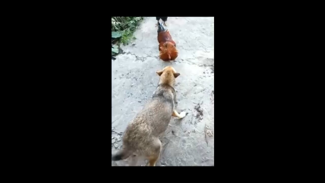 How Will The Fight Between Chicken And Dog Turn Out?