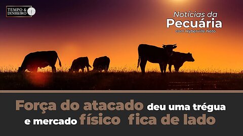 Boi gordo:força do atacado deu uma trégua e mercado físico acomodado fica de lado nesta quinta-feira