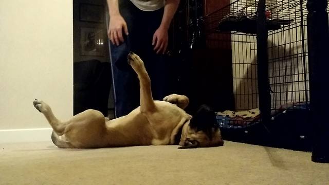 Stubborn Bull Mastiff Puppy Refuses To Go To Bed