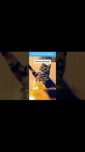 Are Cats the Best Fighters? 🐱🥋 | #funnyanimals #kungfu #cats #shorts