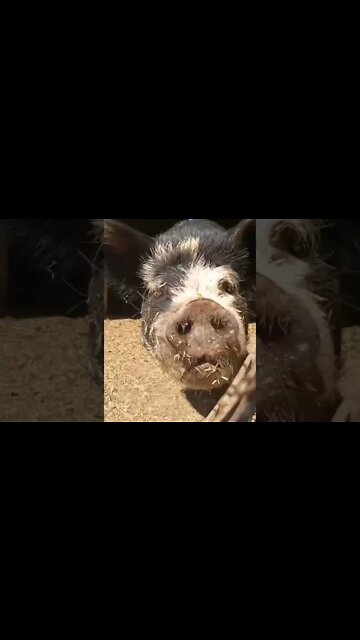 Awkward Pig Snack! #farmanimals #pigs #shorts