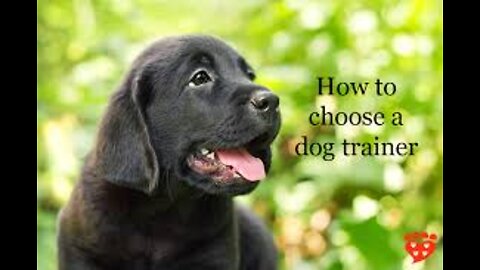 Dog training top video training top training video dog Basic training video