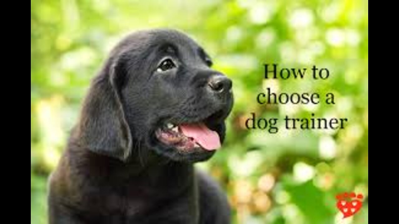 Dog training top video training top training video dog Basic training video