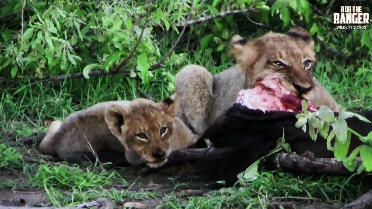 Lions With A Wildebeest Meal | Archive Wildlife Footage