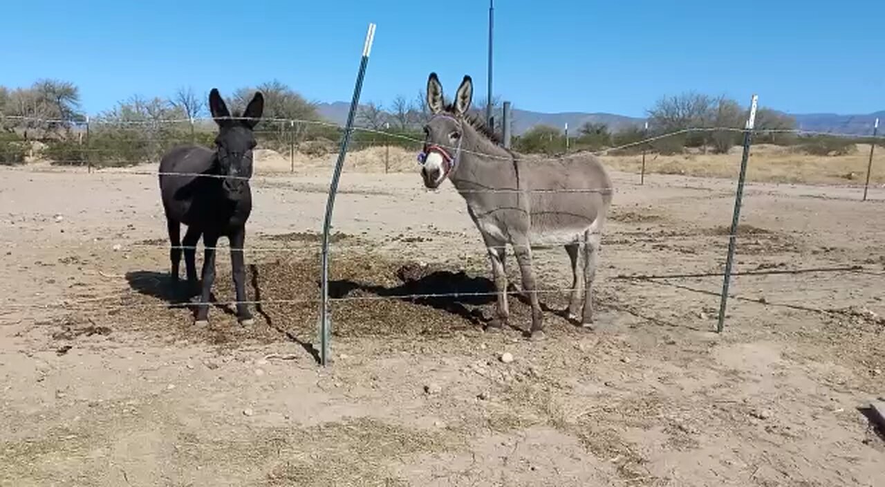  Nuestros amigos y mascotas  en el rancho