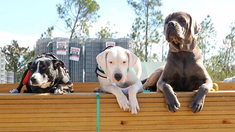 Darla the 5 Month Old Dogo Argentino Earns the AKC's Community Canine Title (CGCA) [GUWD#13]