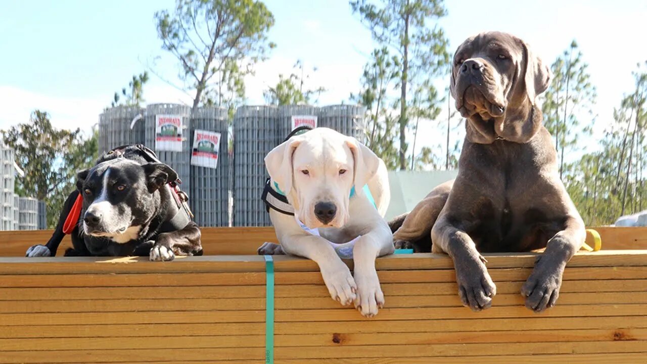 Darla the 5 Month Old Dogo Argentino Earns the AKC's Community Canine Title (CGCA) [GUWD#13]