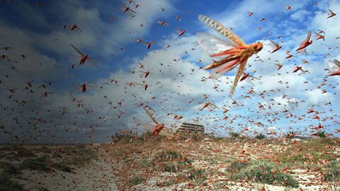 What If a Massive Locust Swarm Attacked Your City?