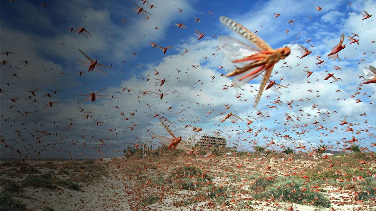 What If a Massive Locust Swarm Attacked Your City?