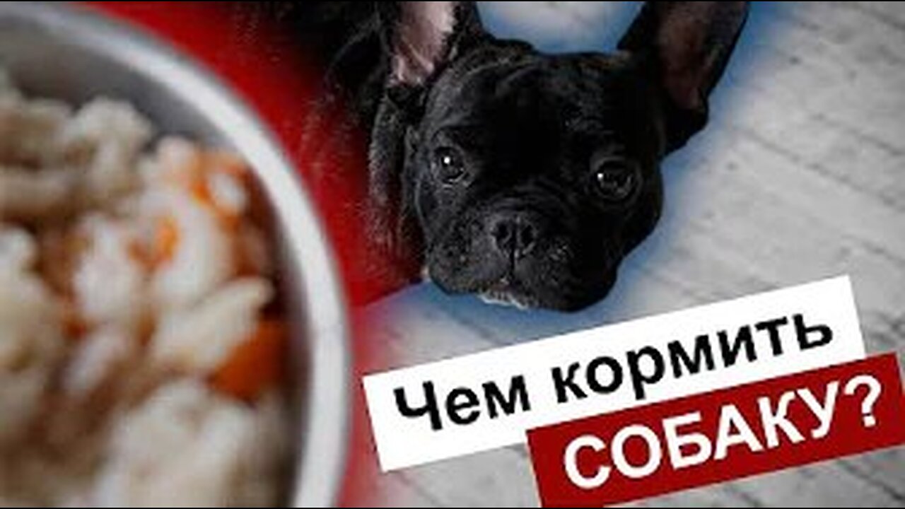 📹 Натуральное питание | Чем кормить собаку?