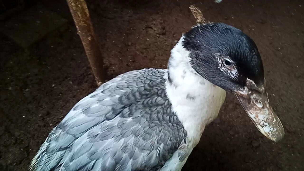 Charlie, The Muscovy Duckling, is just over 2 months old. 17/06/2020 ( Video 16 )