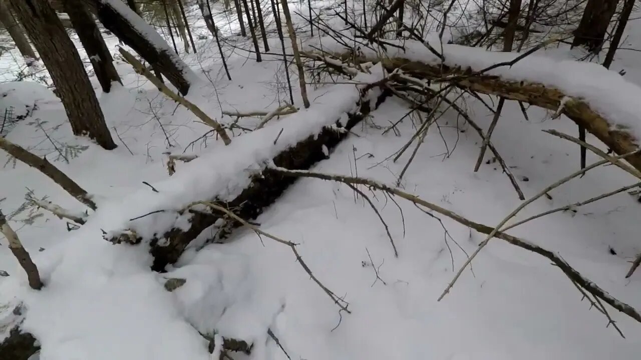 Winter Bushcraft: Camping with my Husky (-20⁰C)-8