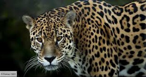 Nat Geo Wild HD Predators Wild Dogs HD Nature Documentary