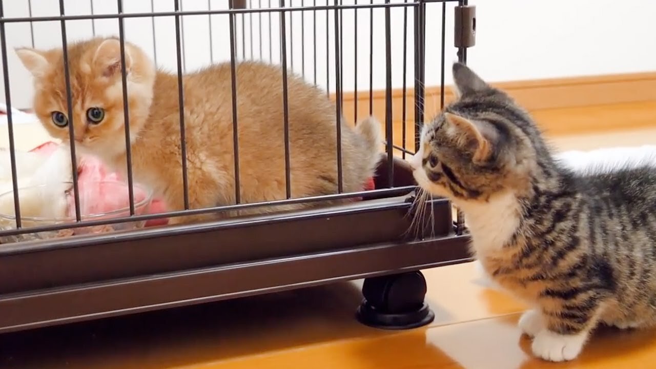 Looking back at kitten Coco who was curious about kitten Mimi
