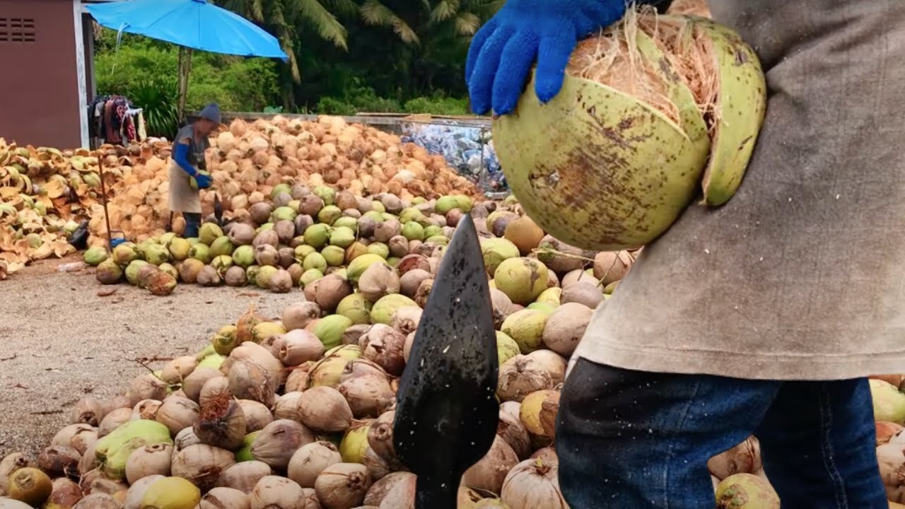 Coconut Husk removal by hand, Koh Samui Thailand.