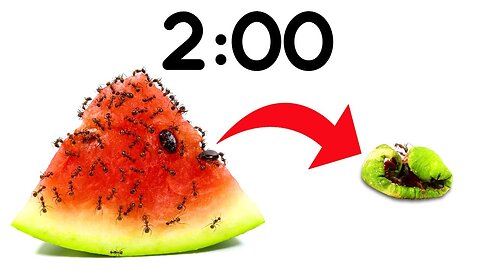 Ants Vs Watermelon |120 seconds| Kids video