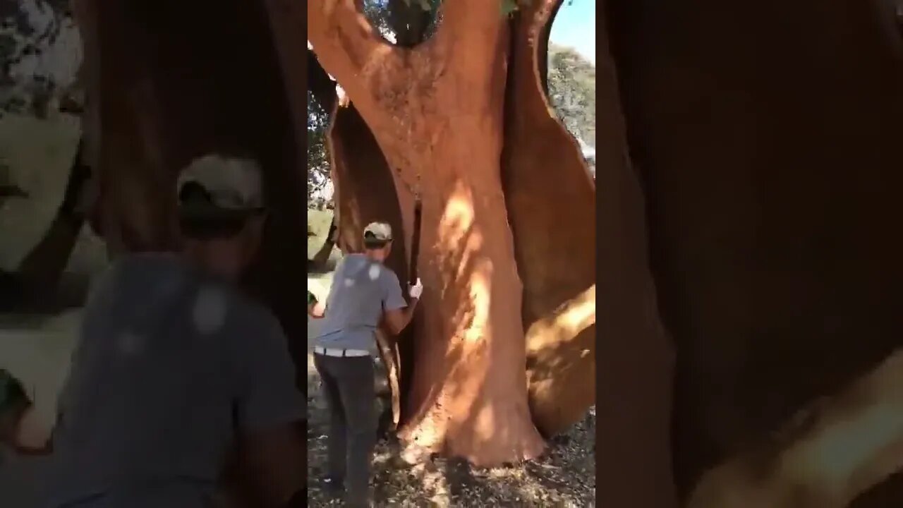 The uncorking of the cork oaks